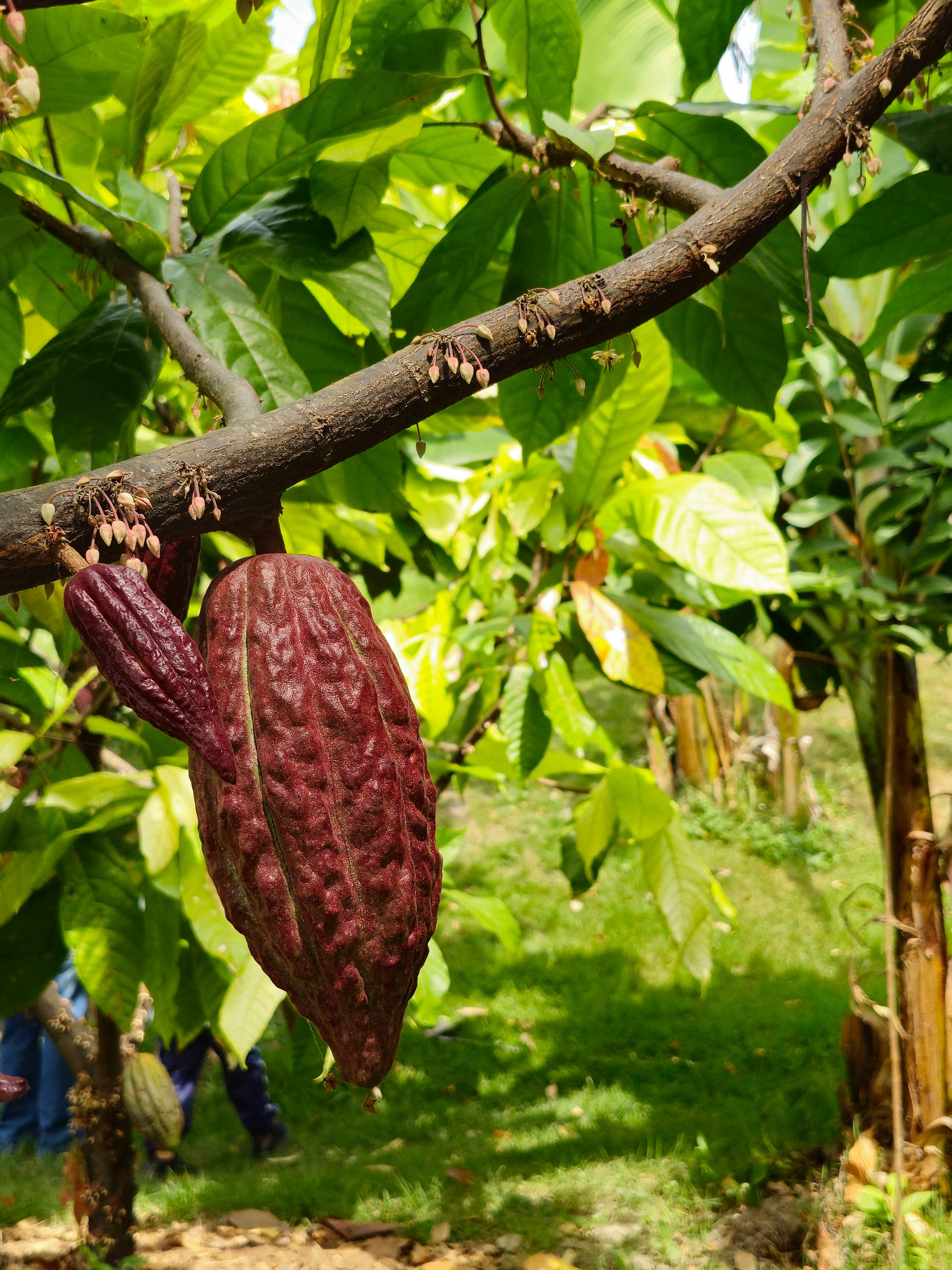 Ikom Cocoa Farm