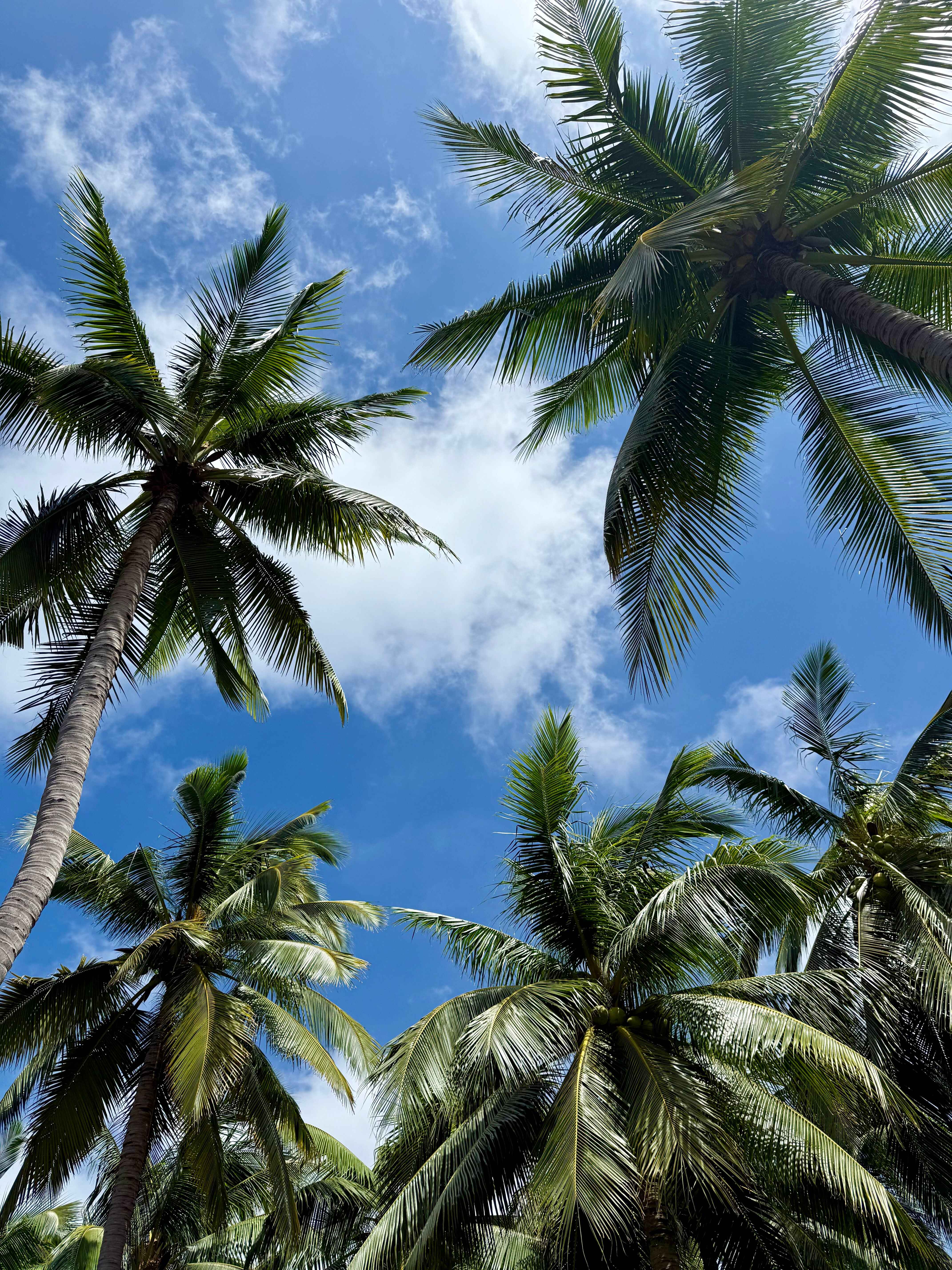 Okitipupa Palm Estate