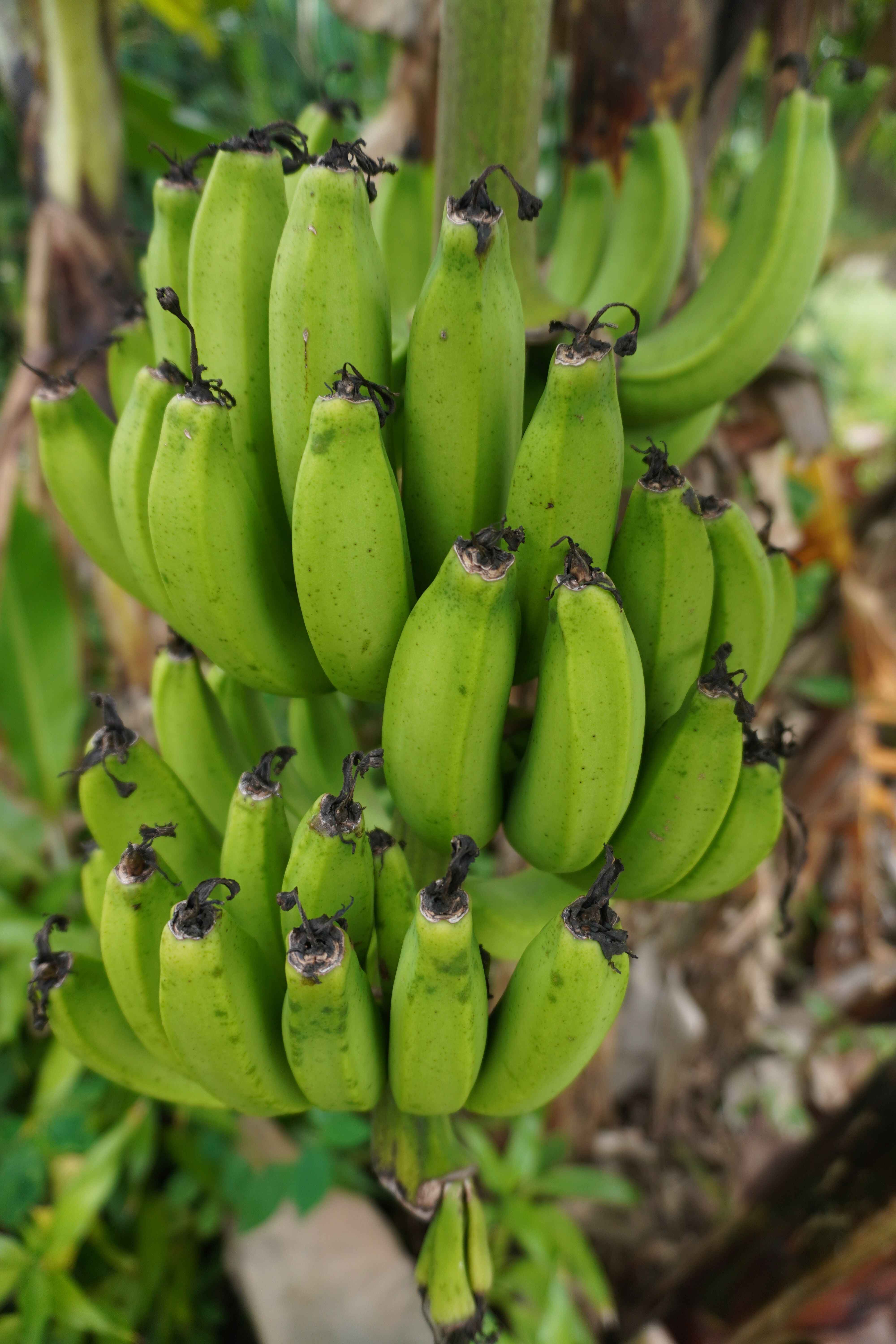 Abeokuta Plantain Belt