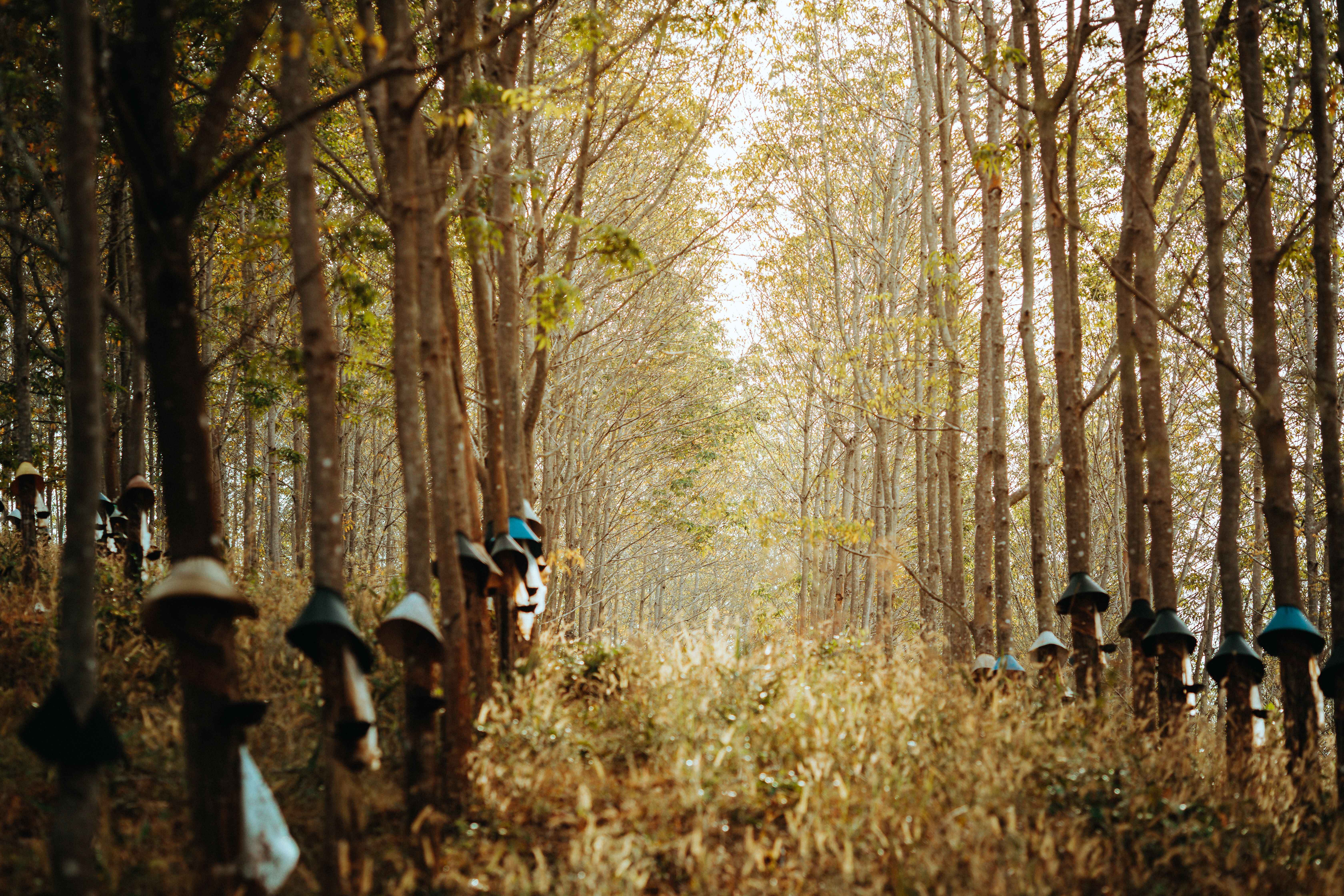 Uyo Rubber Estate