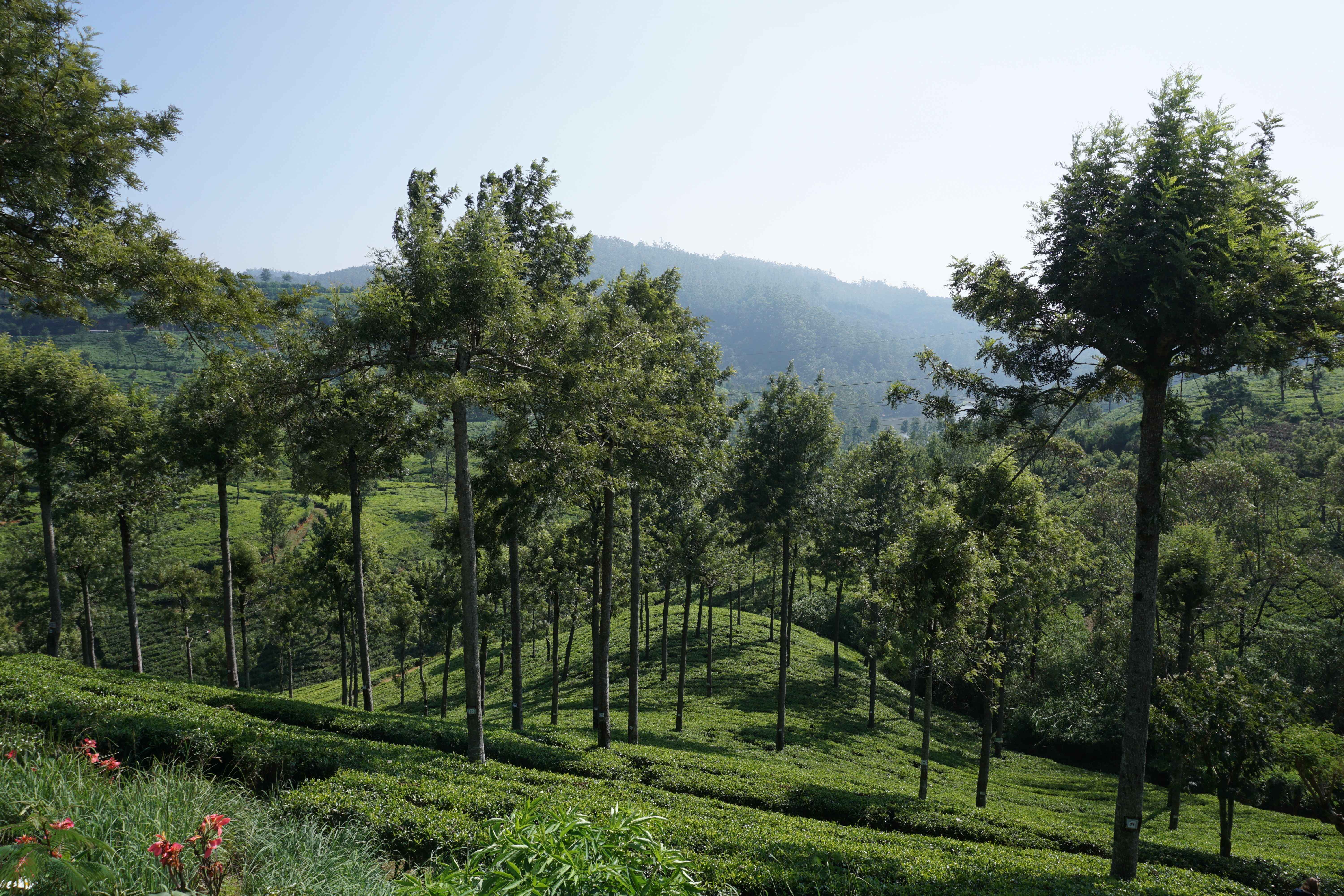 Palm plantation aerial