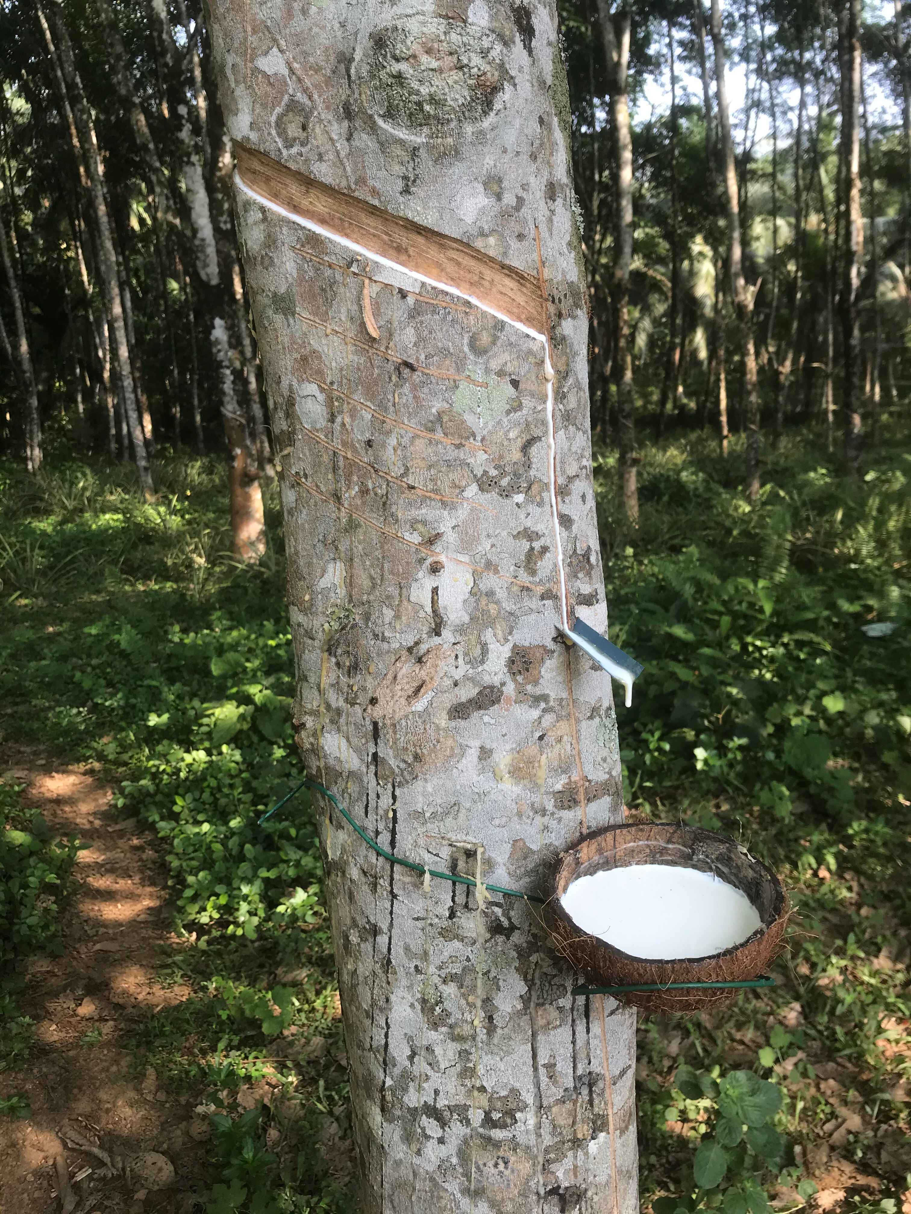 Rubber Tapping Begins